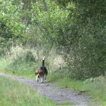 – I synnerhet i vargdistrikten är det viktigt att få hem hunden och inte behöva lämna den kvar i skogen över natten, säger Hans Lantz. Foto: Marie Gadolin