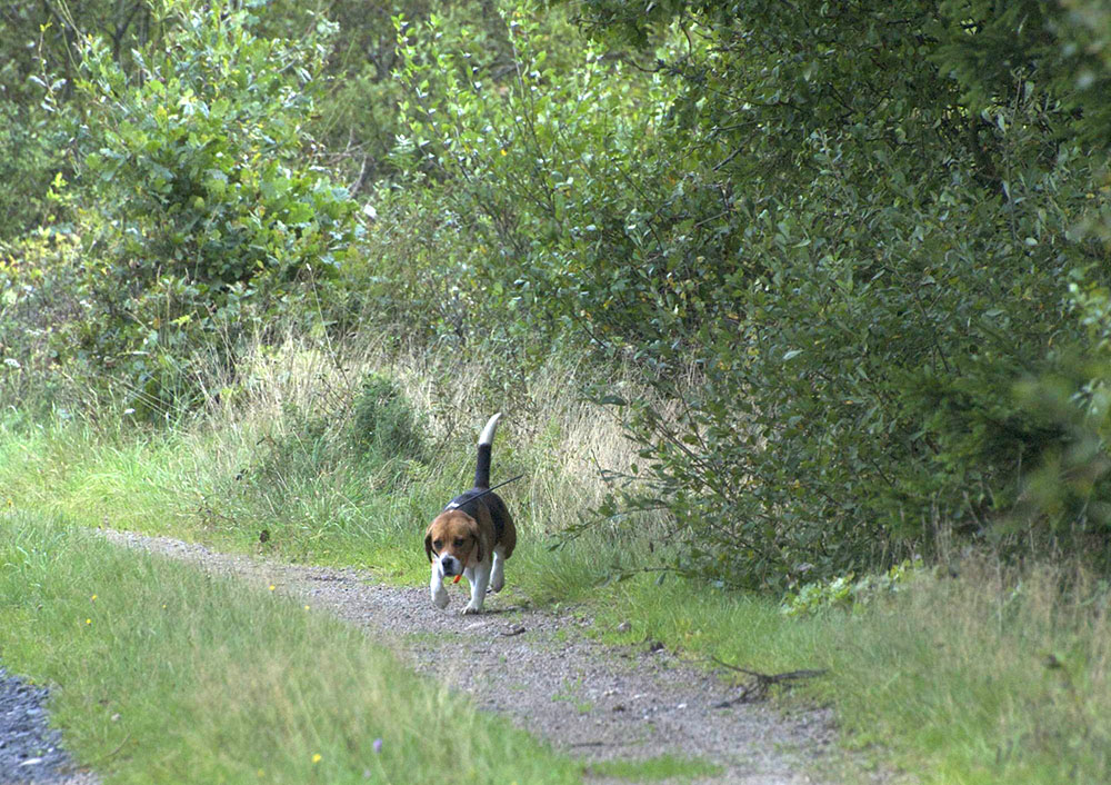– I synnerhet i vargdistrikten är det viktigt att få hem hunden och inte behöva lämna den kvar i skogen över natten, säger Hans Lantz. Foto: Marie Gadolin