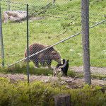 Östsibiriska laikan Meister går direkt till björnarna och börjar skälla sedan ägaren Ola Johansson, Strömsund, släppt honom. Foto: Bernt Karlsson