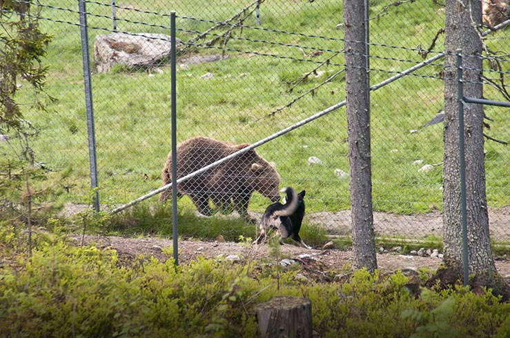 Östsibiriska laikan Meister går direkt till björnarna och börjar skälla sedan ägaren Ola Johansson, Strömsund, släppt honom. Foto: Bernt Karlsson
