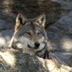 Dags för en ny definition i vargfrågan? Foto i hägn: Olle Olsson