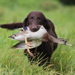 Rekordmånga flatcoated retriever är anmälda till årets rasmästerskap. Foto: Johnny Eckhaus