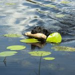 Spola gärna av hunden efter bad så att den inte slickar i sig eventuellt gift från pälsen. Foto: Jan Henricson