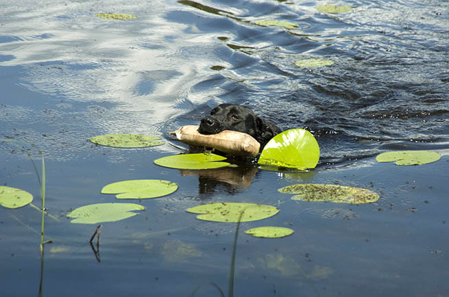 Spola gärna av hunden efter bad så att den inte slickar i sig eventuellt gift från pälsen. Foto: Jan Henricson