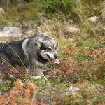 Hundar har begränsade möjligheter att sänka sin kroppstemperatur, förutom genom hässjning. Foto: Olle Olsson