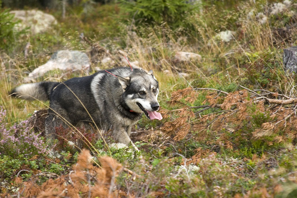 Hundar har begränsade möjligheter att sänka sin kroppstemperatur, förutom genom hässjning. Foto: Olle Olsson