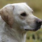 I mitten av augusti gör landets labradorer upp om vem som är bäst. Foto: Magnus Rydholm