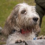Tre petit basset griffon vendéen finns med i årets startfält på Viltspår-SM. Foto: Olle Olsson