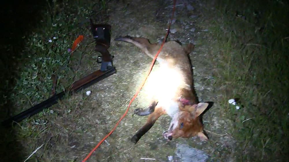Med ett lyckat eftersök kunde räven avlivas. Foto: Privat