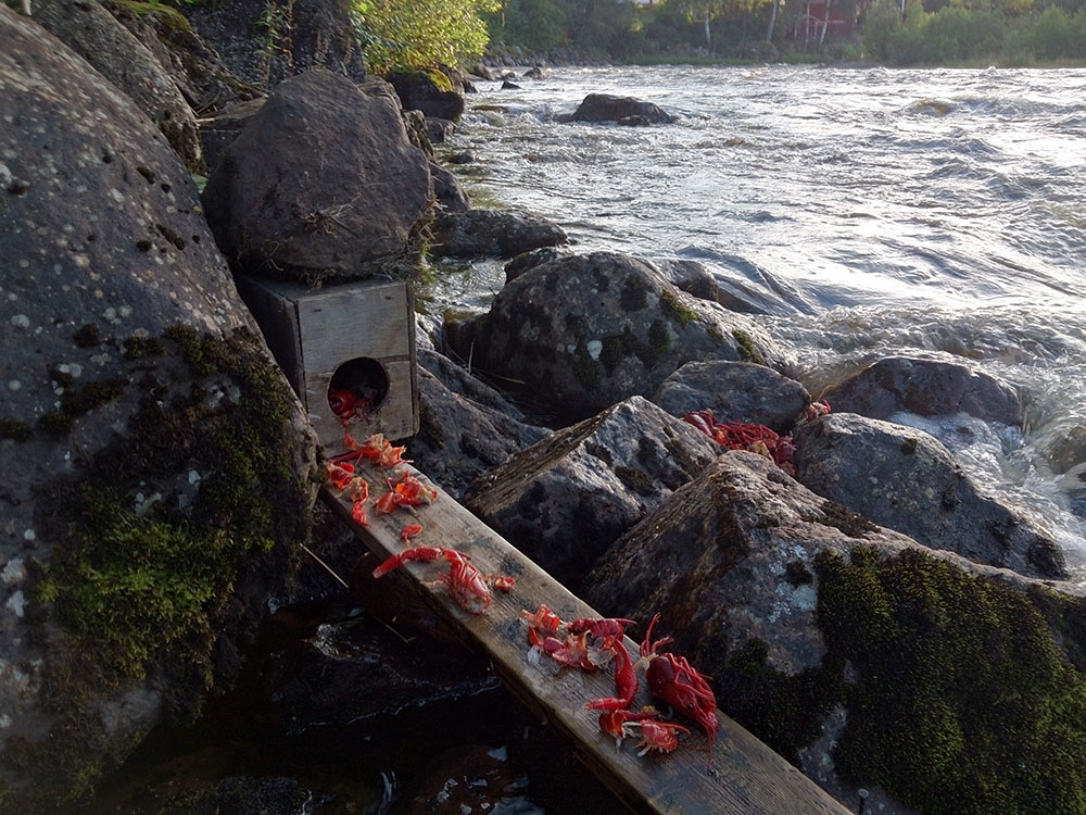Foto: Olle Olsson