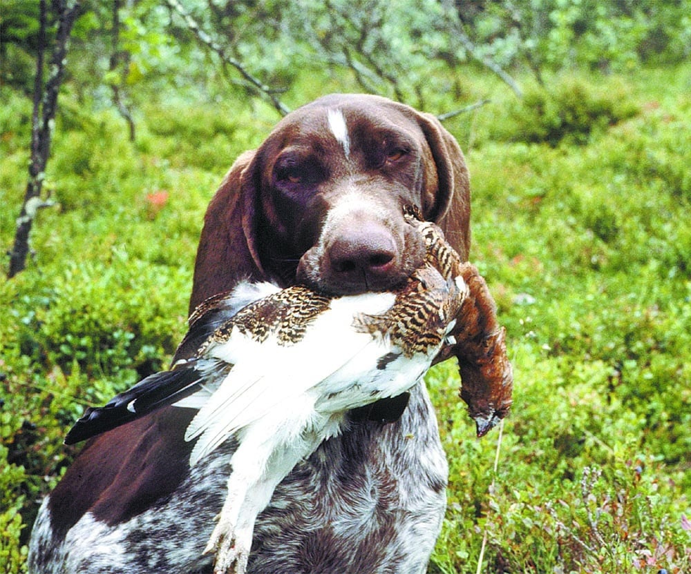 Det blir inget riksprov för vorsteh i år. Foto: Tomas Johansson