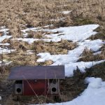 Musborgen fungerar som en naturlig åtel, genom att den drar till sig smågnagare, och där det finns sådana tycker också mård och mink om att vara. Foto: Bernt Karlsson