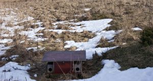 Musborgen fungerar som en naturlig åtel, genom att den drar till sig smågnagare, och där det finns sådana tycker också mård och mink om att vara. Foto: Bernt Karlsson