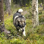 Jämthund är en av de jakthundsraser som får högre försäkringspremie. Foto: Olle Olsson