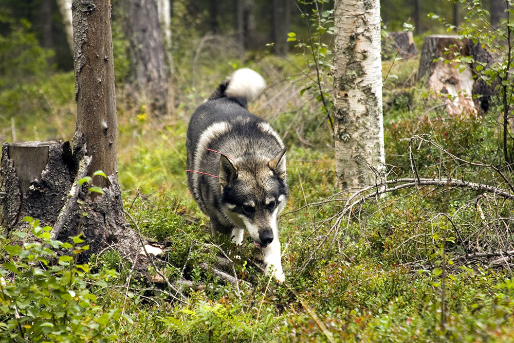 Jämthund är en av de jakthundsraser som får högre försäkringspremie. Foto: Olle Olsson