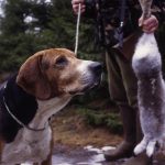 Låt den gamla hunden få fortsätta jaga, om än inte lika mycket och länge som i sin ungdom. Foto: Lars Alm