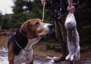 Låt den gamla hunden få fortsätta jaga, om än inte lika mycket och länge som i sin ungdom. Foto: Lars Alm