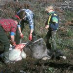 Som nybörjare är det bra att vara med så ofta som möjligt, när djur passas. Be därför jaktledaren redan vid genomgången inför jakten att jägarna inte ska passa djuren direkt utan vänta på dig. När passningen påbörjas är det en fördel om du hjälper till. Då lär du dig mer. Foto: Torsten Mörner