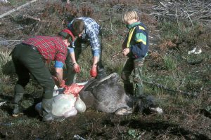 Som nybörjare är det bra att vara med så ofta som möjligt, när djur passas. Be därför jaktledaren redan vid genomgången inför jakten att jägarna inte ska passa djuren direkt utan vänta på dig. När passningen påbörjas är det en fördel om du hjälper till. Då lär du dig mer. Foto: Torsten Mörner