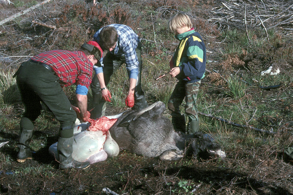 Som nybörjare är det bra att vara med så ofta som möjligt, när djur passas. Be därför jaktledaren redan vid genomgången inför jakten att jägarna inte ska passa djuren direkt utan vänta på dig. När passningen påbörjas är det en fördel om du hjälper till. Då lär du dig mer. Foto: Torsten Mörner