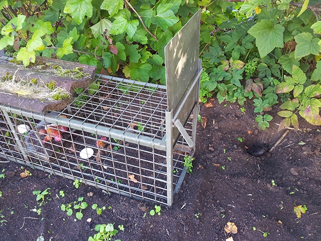 I fällan placerades plommon på en honungsbädd och färska ägg. Foto: Jörgen Wågenberg