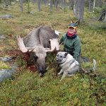 På Pia Rönnqvists första älgjaktsdag lyckades hon fälla denna udda 20-taggare.