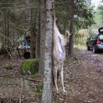 Passning av ett rådjur hängande. På bilden kan man se ett vänsterben som fallit fram, och där man får effekten att musklerna sträcks ut. I högerbenet som rådjuret hänger i, kommer ingen mörningsförbättring ske i låret eller ryggmuskeln. Efter man passat ett rådjur på detta sätt kan man hänga upp det i trädet med en krok instucken i bäckenhålan och bäckenet, så faller båda bakbenen framåt. Foto: Torsten Mörner
