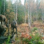Foto: Björn Viltarv