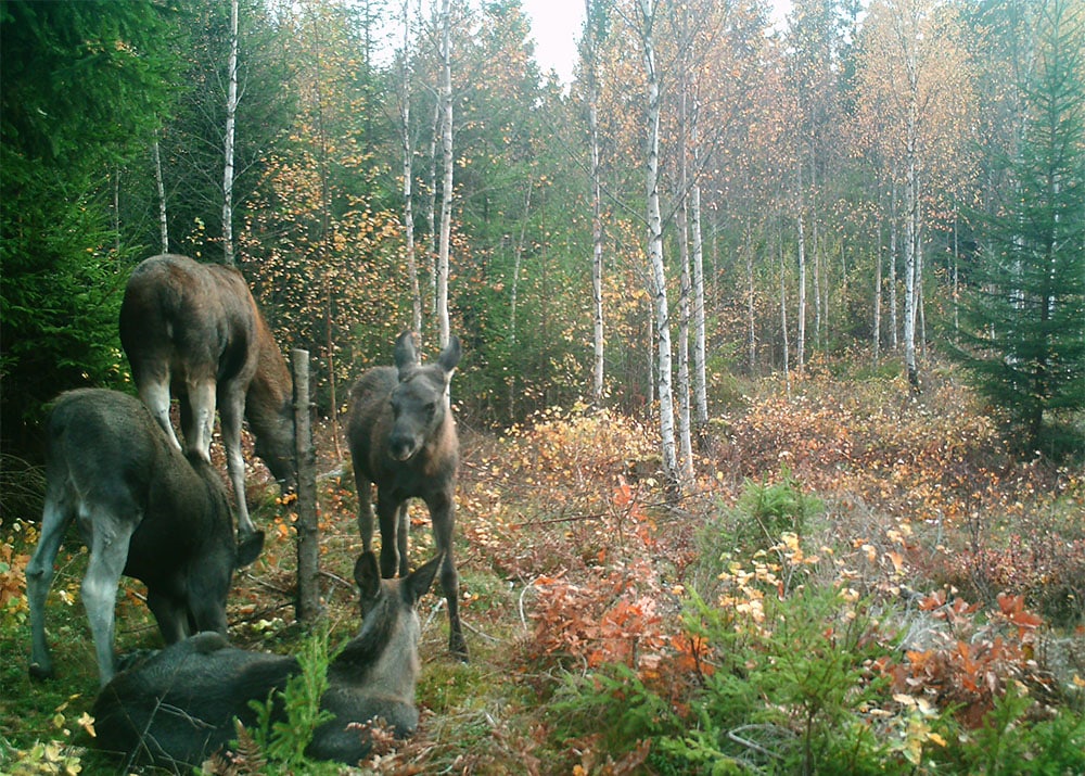 Foto: Björn Viltarv