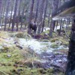 Älgtjur på väg in i passet. Foto: Conny Olsson