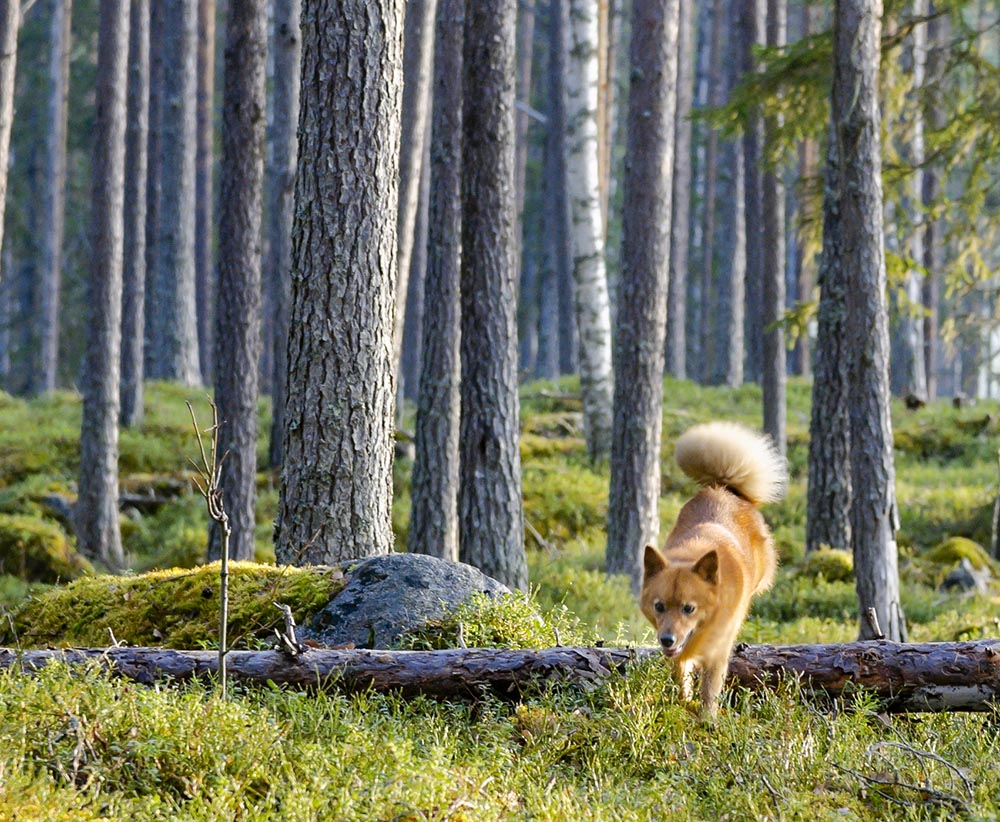 Liten spetshund i storskog… det är jakt med trädskällare. Foto: Tomas Johansson