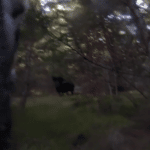 Högt uppe på berget Börjerskullen, i norra delen av Vitsand VVO i Värmland fick Tuva uppe en galt.