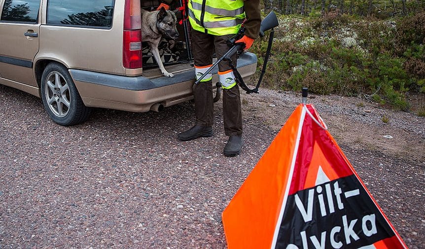 Det finns mängder av viltspårchampions som aldrig skulle duga i ett riktigt eftersök, anser insändarskribenten Foto: Torbjörn Lektell