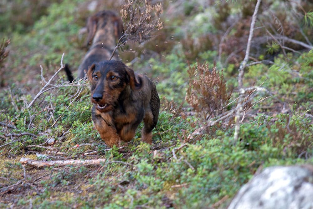 Foto: Olle Olsson