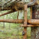 Materialet till stockfällan utgörs uteslutande av rundvirke som tas direkt ur skogen. Foto: Bernt Karlsson