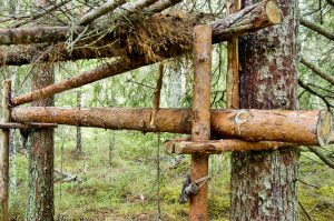 Materialet till stockfällan utgörs uteslutande av rundvirke som tas direkt ur skogen. Foto: Bernt Karlsson