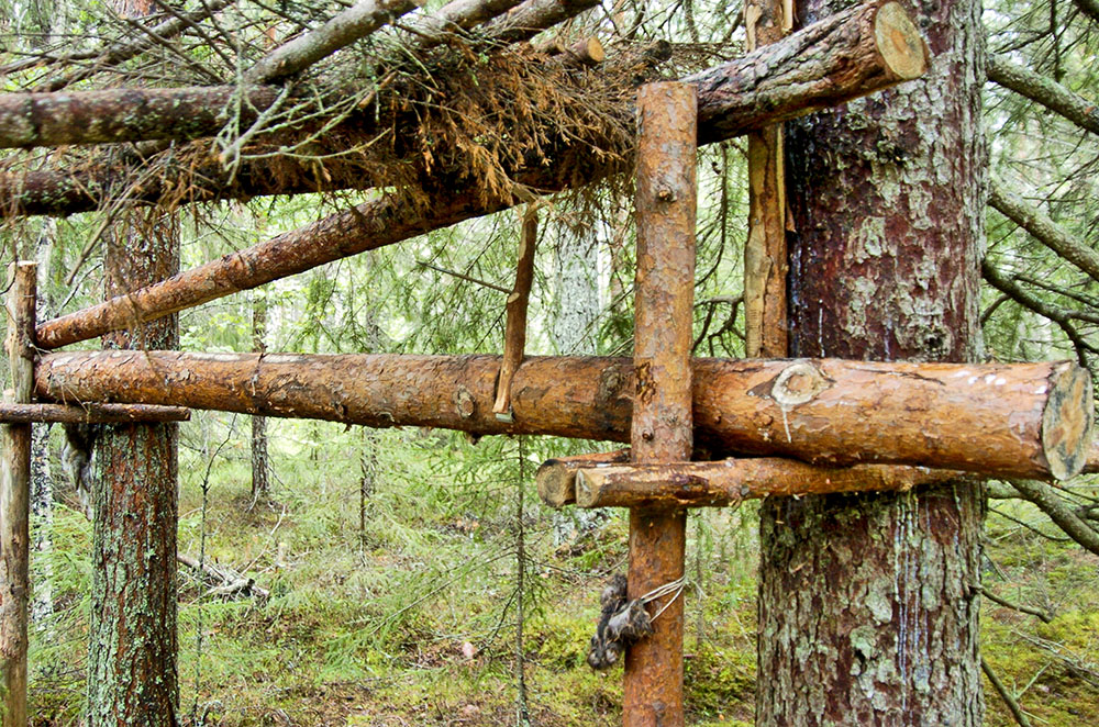 Materialet till stockfällan utgörs uteslutande av rundvirke som tas direkt ur skogen. Foto: Bernt Karlsson
