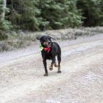 Ställ frågor till Svensk Jakt om jakthundar. Foto: Olle Olsson