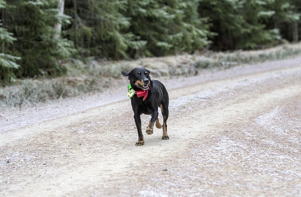 Ställ frågor till Svensk Jakt om jakthundar. Foto: Olle Olsson