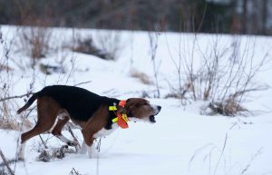 Det nya förbudet kan drabba jakthundar, som lätt kan råka ut för att sporrar slits av. Foto: Jan Henricson