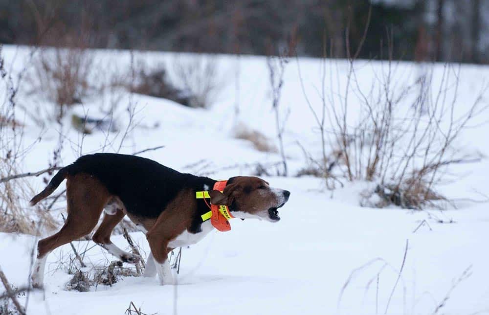 Det nya förbudet kan drabba jakthundar, som lätt kan råka ut för att sporrar slits av. Foto: Jan Henricson