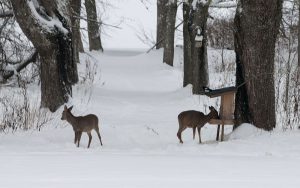 Bilden är tagen genom fönstret på Skedhults huvudbyggnad. Foto: Jan Henricson