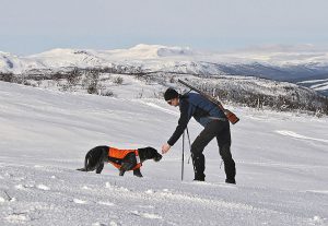 Under vinterjakt på ripa är det viktigt att skydda hunden mot köldskador. När hunden är igång och jagar används bara ett signaltäcke. Foto: Albin Holmberg