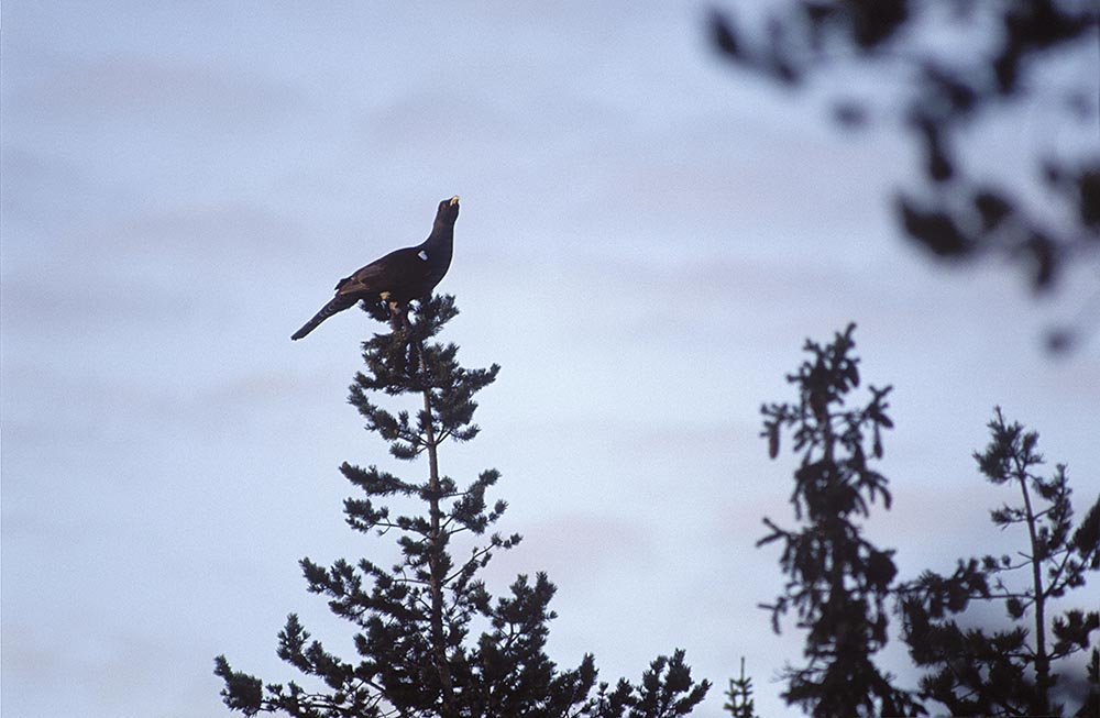 En tupp, eller två? Foto: Tomas Johansson