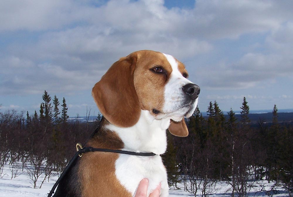 Storjordens Nova, första beagle med rent rådjurschampionat. Foto: Sven Magnusson