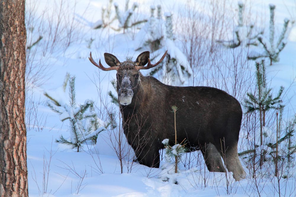 Foto: Tero Niemi