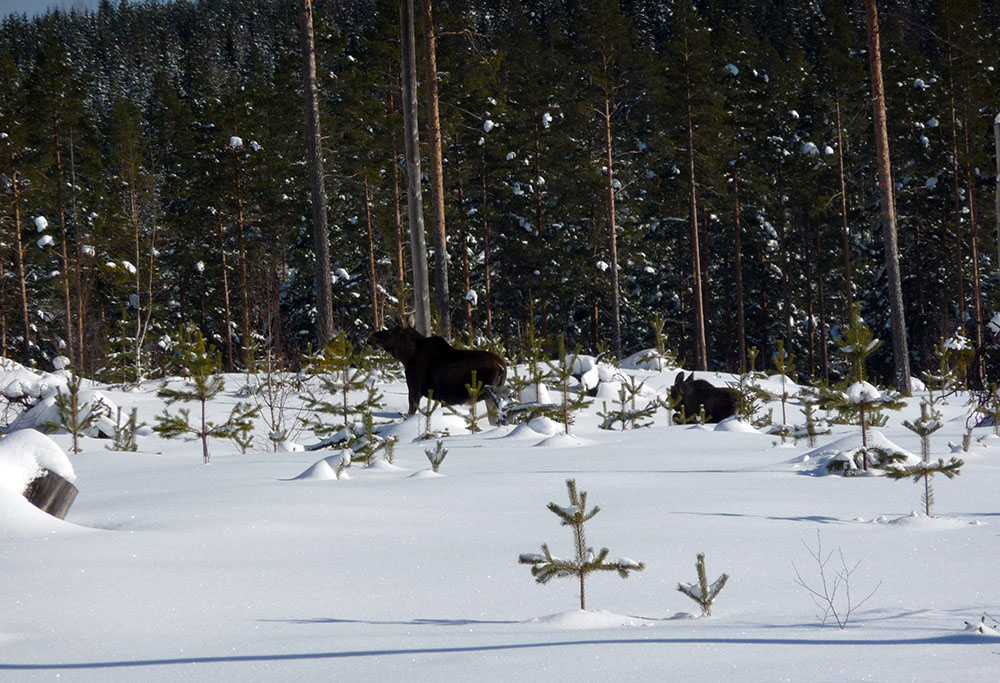 Om vi lyckas få högre medelålder på vår älgstam kommer den också att öka i numerär, menar skribenten. Foto: Olle Olsson