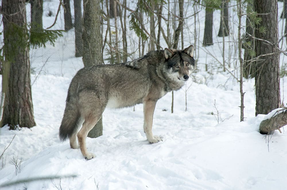 Foto: Magnus Rydholm