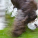 För hög stressnivå hos hunden är antagligen det som gör att flest hundar får problem med spårarbetet. Foto: Malou Kjellsson
