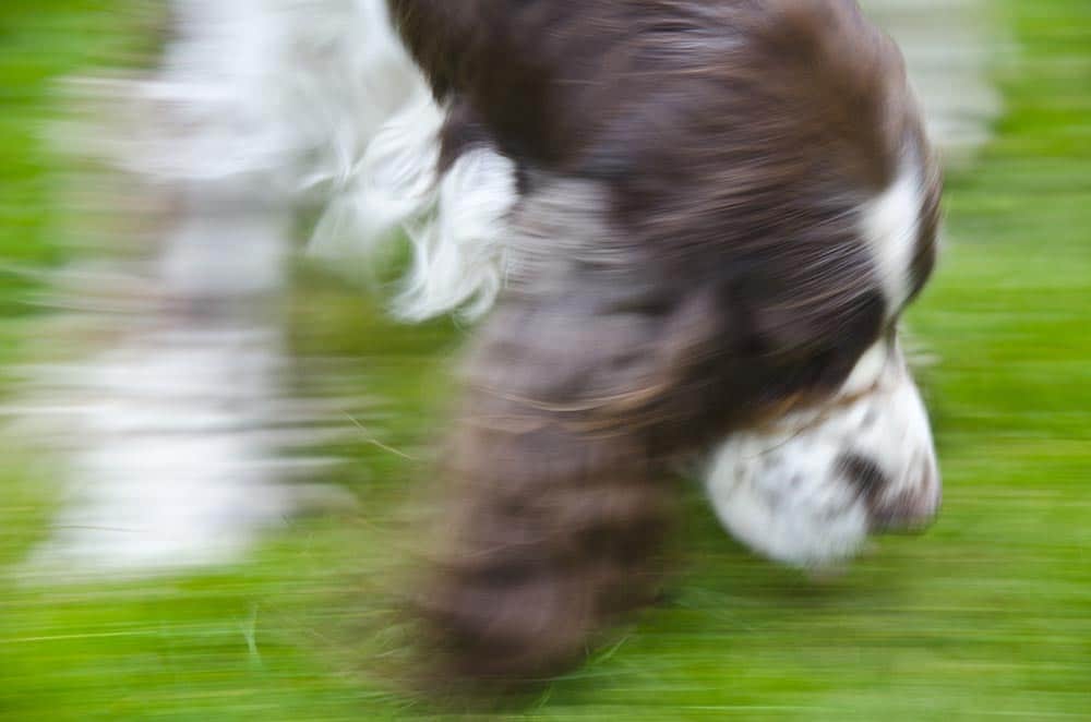 För hög stressnivå hos hunden är antagligen det som gör att flest hundar får problem med spårarbetet. Foto: Malou Kjellsson
